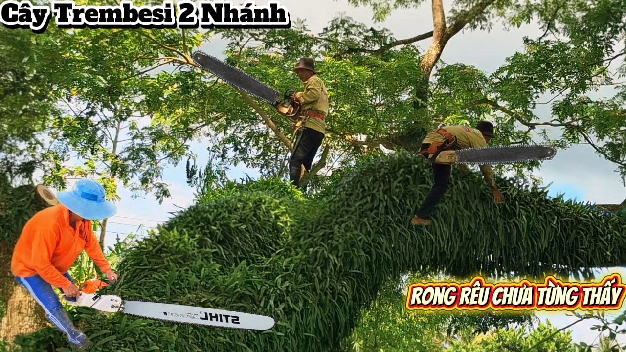 Cưa cây Còng nghiêng rong rêu chưa từng thấy / Sawing a tree tilted with moss like never before |P90