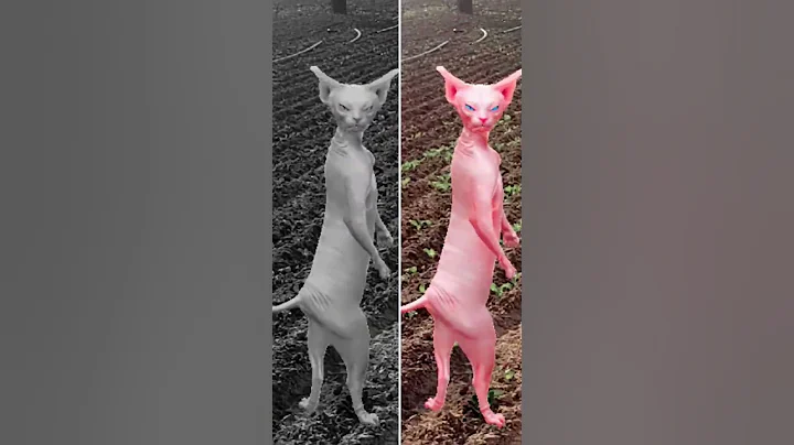Video 11868971: dancing sphynx cat, cat funny dance