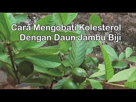  Obat  Kolesterol Herbal Cara Alami Mengobati Kolesterol 