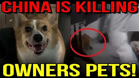 China Is Killing Owners Pets! - DayDayNews