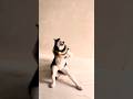 Funny Dog dance 💃 😄 #aifunny #dogdance #dogshorts #shorts