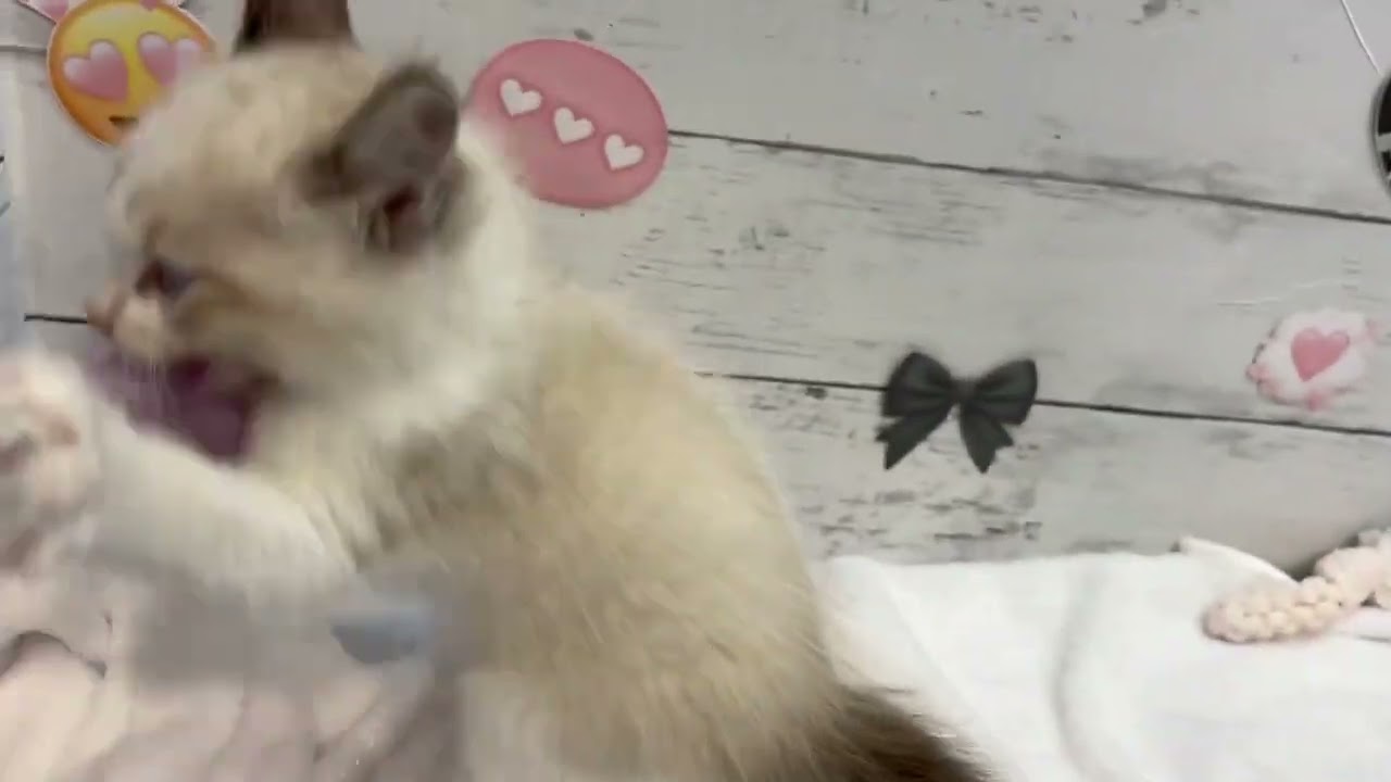 188859　ラグドール