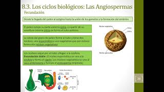 Ciclos biológicos de las plantas (1º bach)