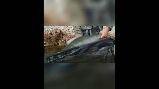 Giant Rainbow Trout in Patagonia!