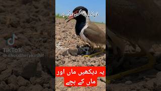 #videos #cutebaby #viral #funny #cute #funny #food #viralvide #comedy #moj #kapsarma sho