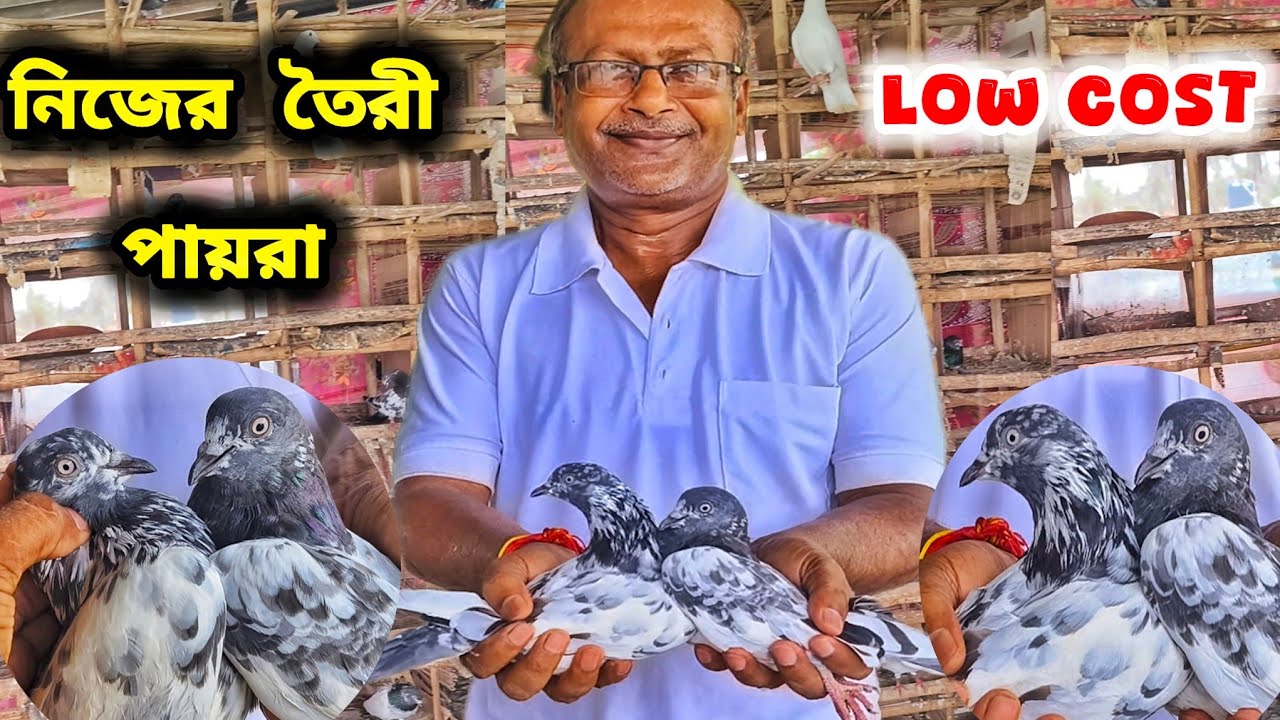 দেবাশীষ কাকুর পায়রা বিক্রয়।নিজের তৈরী পায়রার কাছে হার মানবে অন্দ্রা মালবায়ী।@pigeonsloverrj9600