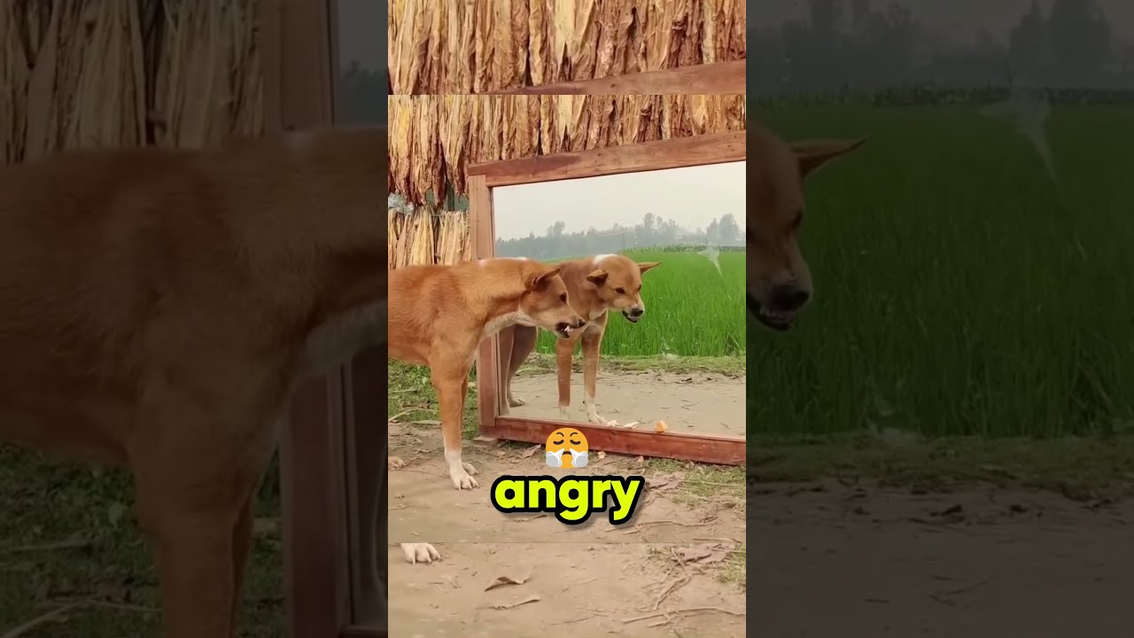 This dog is fighting his worst enemy! 😂🐶 