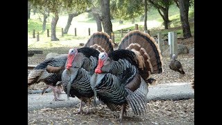 Стая Индюшек залетела к нам на День Благодарения. Turkeys came to us for Thanksgiving