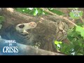 Starving Cat Stranded On A High Tree Begs For Food, But At Last.. | Animal in Crisis EP229