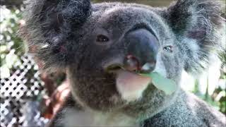 Koalas love to eat eucalyptus leaves - interesting koala facts