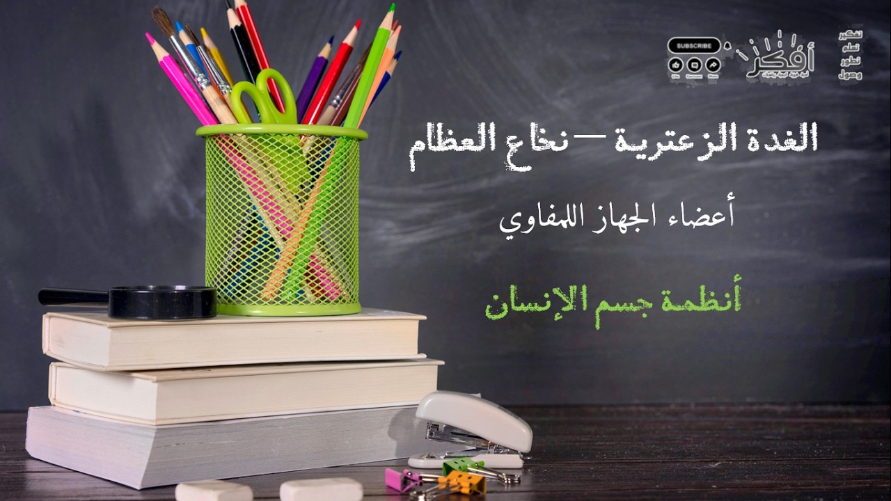 أعضاء الجهاز اللمفاوي – نخاع العظام والغدة الزعترية | Bone Marrow & Thymus Gland