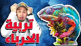 طريقة تربية الحرباء وكل شي بتحتاجه للعناية فيه - Chameleon Care Routine