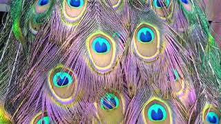 インドクジャクの羽の目玉模様がすばらしい