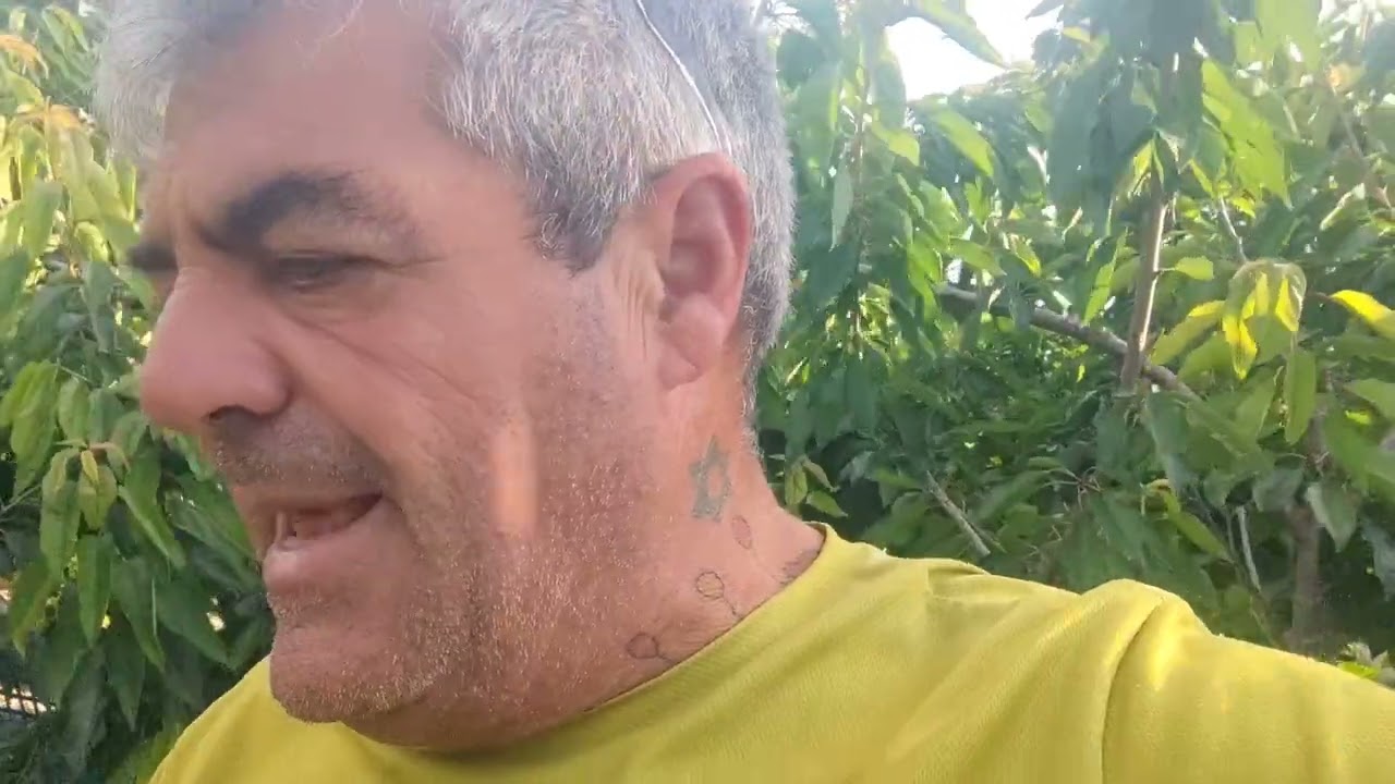 Formación de tomateras a doble guía