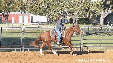 Hiperformance Woody - riding in outdoor arena #1 - Valley View Ranch