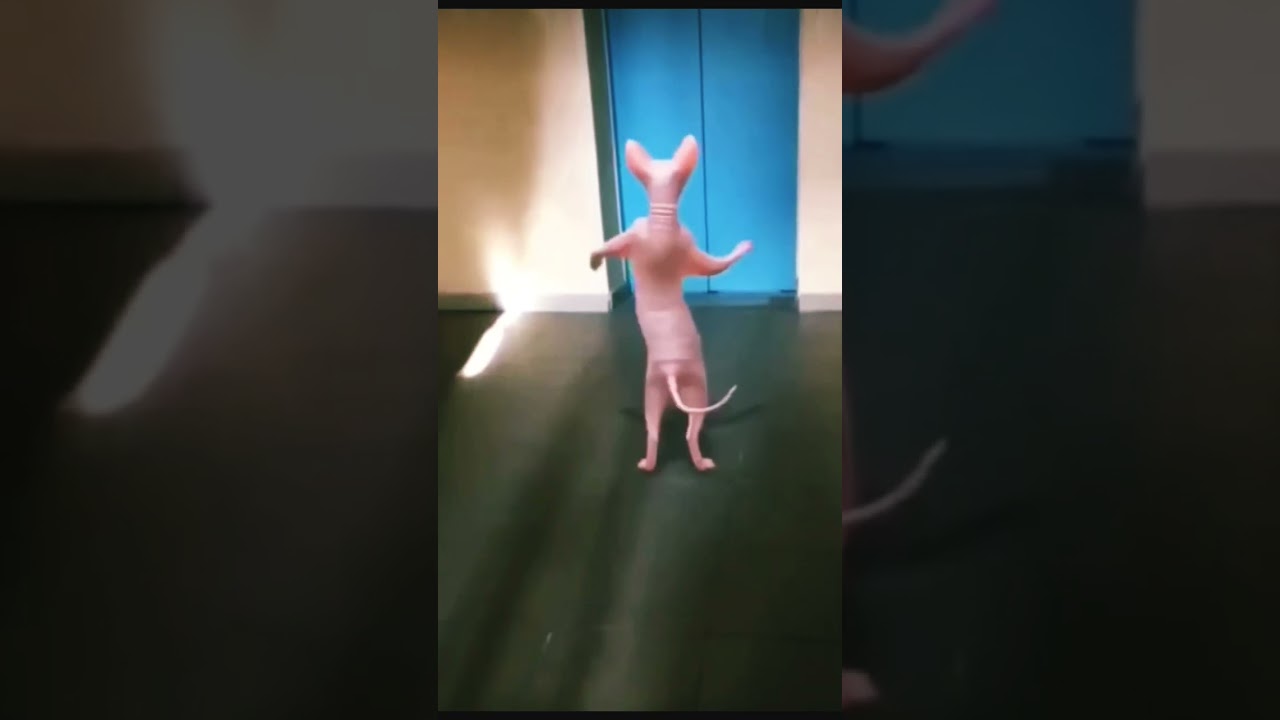 dancing cat