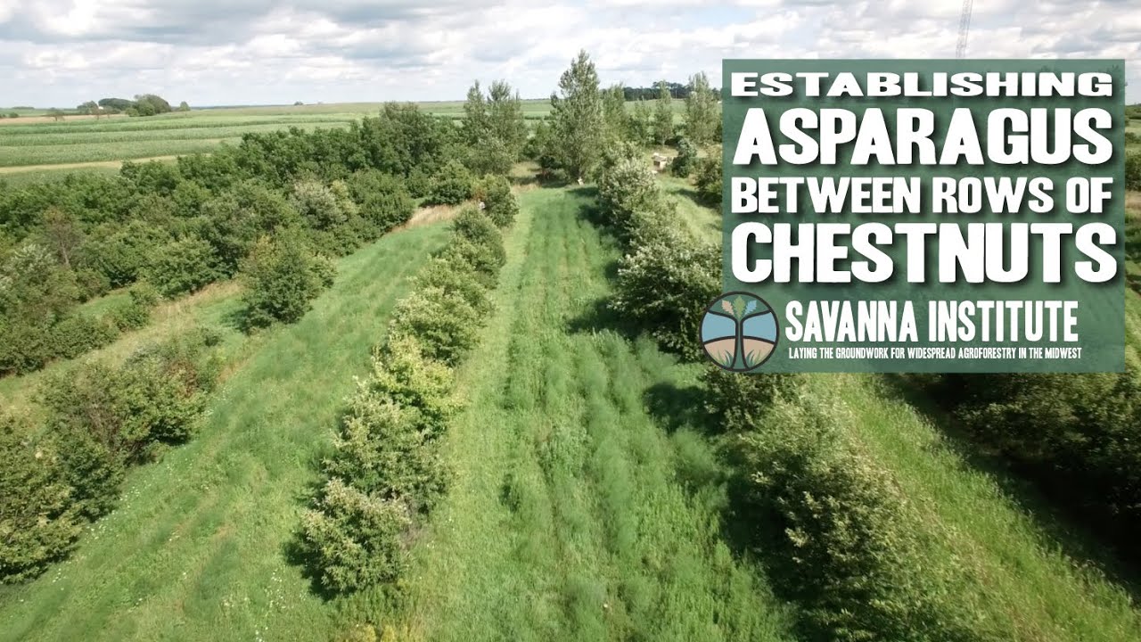 Establishing Asparagus Between Chestnuts With Mark Shepard Youtube
