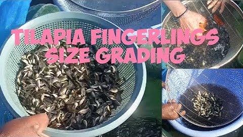 How to grade tilapia fingerlings using the tilapia fingerlings size grading system