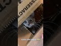 Box? Bag? Challenge Accepted! 😼📦#fyp #Cat #catsoftiktoks #cute
