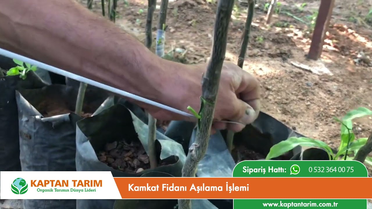 Kamkat Fidanı Aşılma İşlemi