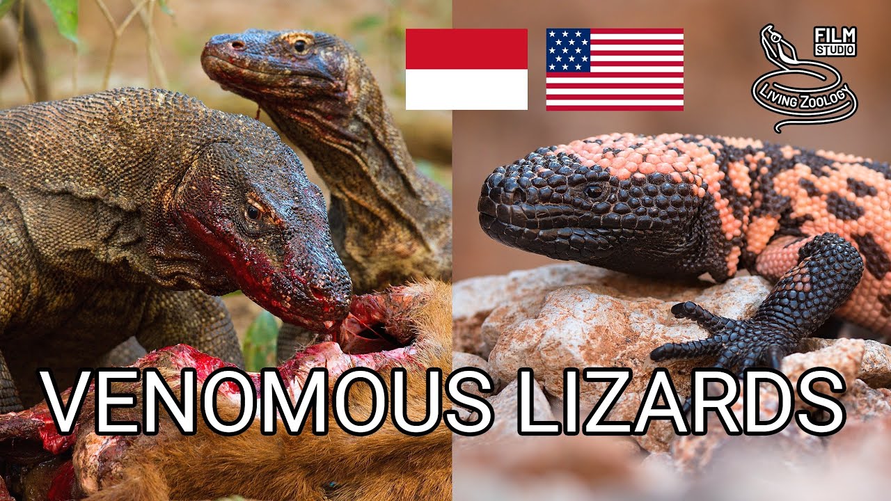 Venomous Lizards Gila Monster Feeds On Eggs Komodo Dragons Feed On Venomous Lizards Gila Monster Feeds On Eggs Komodo Dragons Feed On