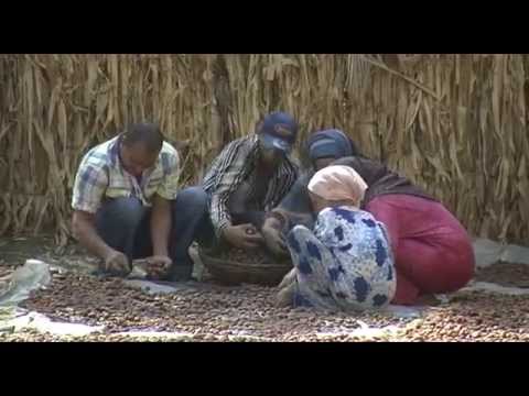 Vidéo: Comment Sécher Les Dattes