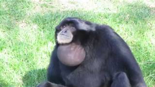 Siamang Apes vocalising