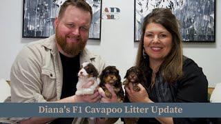 Diana's F1 Cavapoo Litter Update by Adora Perfect Pups 349 views 1 month ago 6 minutes, 46 seconds