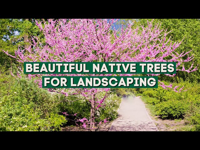5 Native Trees That Will Beautify Your Landscape 🌳🏠🌲 PlantDo Home & Garden class=