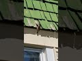 House sparrow babies