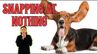 My Dog Keeps Biting The Air Vet Explains Whats Actually Wrong