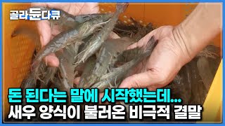 돈 벌려고 시작한 새우 양식장 때문에 나라가 뒤집어졌다｜새우 수출국에 일어난 비극적 상황｜맹그로브 숲의 눈물｜하나뿐인 지구｜#골라듄다큐