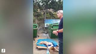 Связанная умирающая собака найдена в мусорном баке на Севере Связанная умирающая собака найдена в мусорном баке на Севере