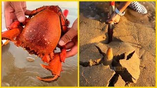 Theo Chân Ngư Dân Trung Quốc Bắt Hải Sản (P16) 🦀🦐🐟 Amazing Catching Sea Creatures