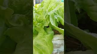 Lettuce in a styrofoam box