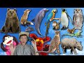 What do you see song wild animals part 2  learn english kids