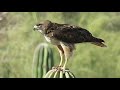 Aguililla de cola roja (Buteo jamaicensis).