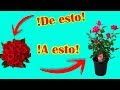 !Convierte tu ramo de flores a plantas de verdad!