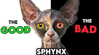 MUSTKNOW Sphynx Cat PROS AND CONS