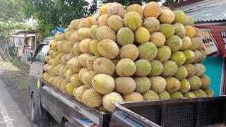 1hantu durian100#2durian runtuh94#durianindonesia#durianlover#durian #pyp #short#pyp#shorts#shots
