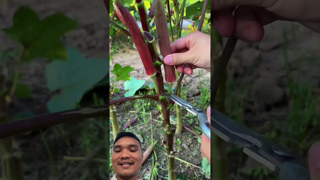 Lưu Ý Khi Thu Hoạch Đậu Bắp #farming101