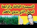 برنامج تسميد البصل الغمر التسميدة الثالثة والرابعة وأهم الرشات في هذه المرحلة برنامج تسميد البصل الغمر التسميدة الثالثة والرابعة وأهم الرشات في هذه المرحلة