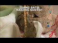 Bato na naging santo