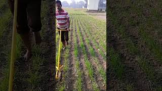 Scrapper operation of CRIJAF nail weeder in wheat  for  established weed & Cyperus rotundus  control