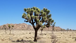 Explore Joshua Tree National Park Hiking,Dark Sky Stargazing,Skull Rock