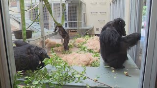 New Chimpanzee Exhibit At The Indianapolis Zoo Set To Open This Weekend