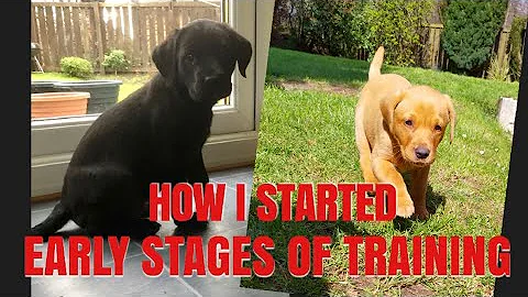 Gun-Dog Fundamentals. How to start your Labrador Retriever Gundog training.