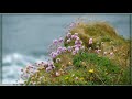 Sarah Calderwood ♡ Wild Mountain Thyme (Will Ye Go Lassie Go) *❀*