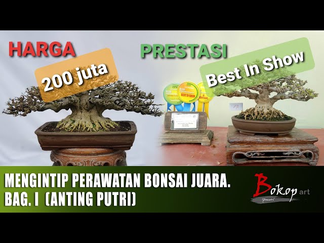 MENGINTIP PERAWATAN BONSAI  JUARA. Bag. I  (anting putri) class=