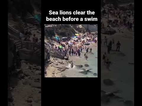 Sea lions scare
